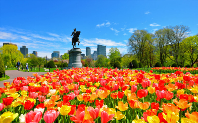 Spring tulips in Boston Public Garden with skyline views, a key stop on many Canada & New England cruises