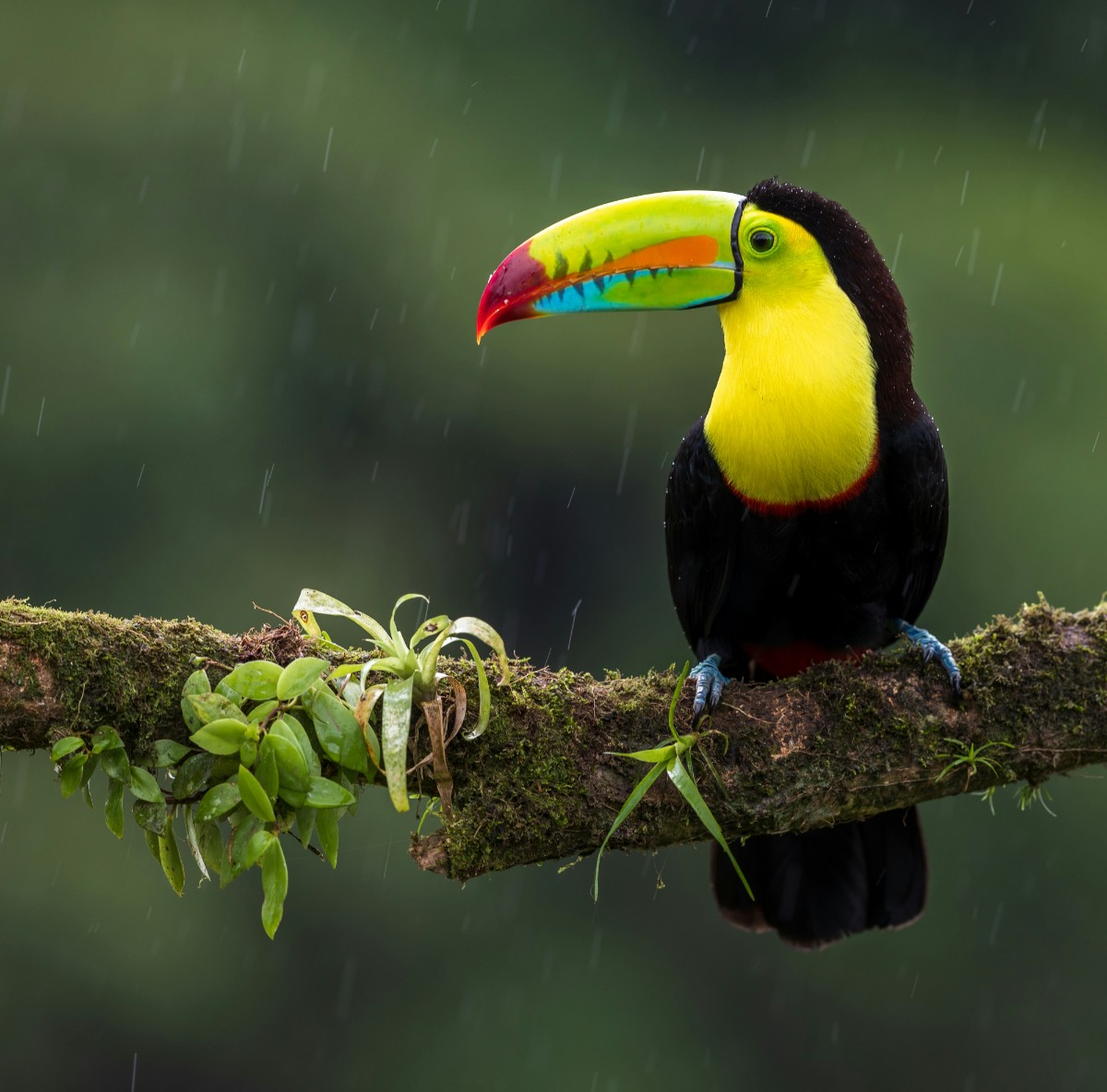 Keel-billed toucan perched on a rainforest branch near the Panama Canal, seen on a Panama Canal cruise