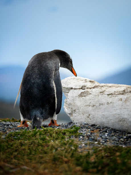a penguin in Ushuaia, Argentina