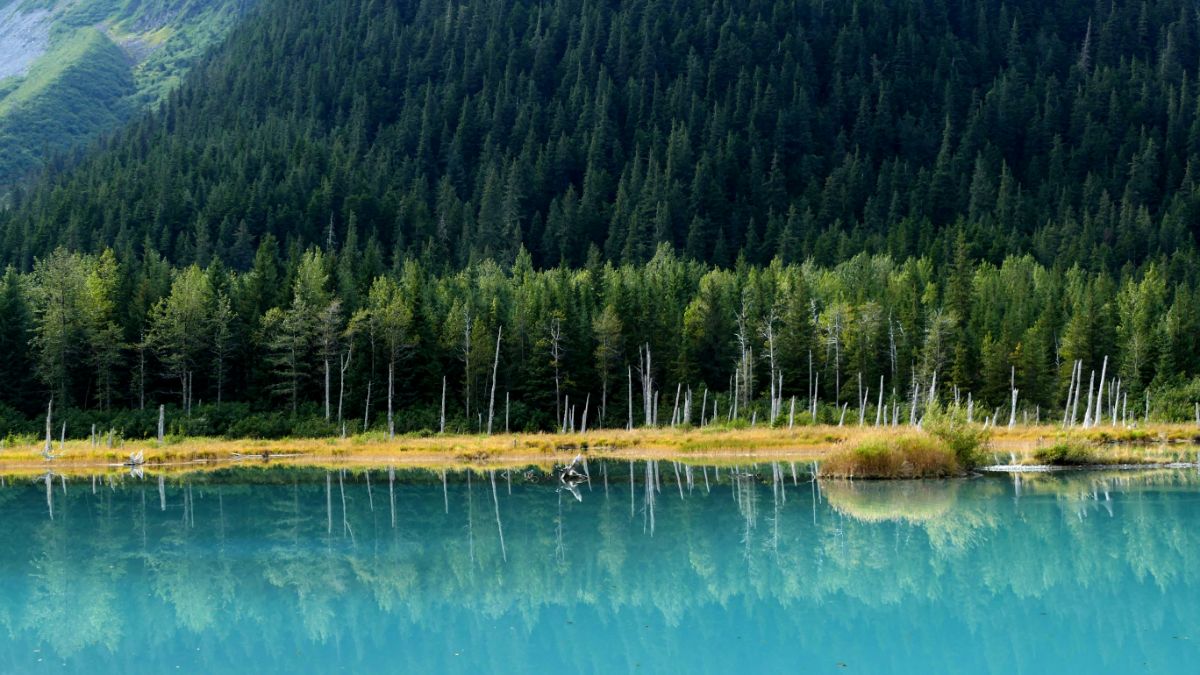 blue lakes and deep green evergreen trees in Alaska