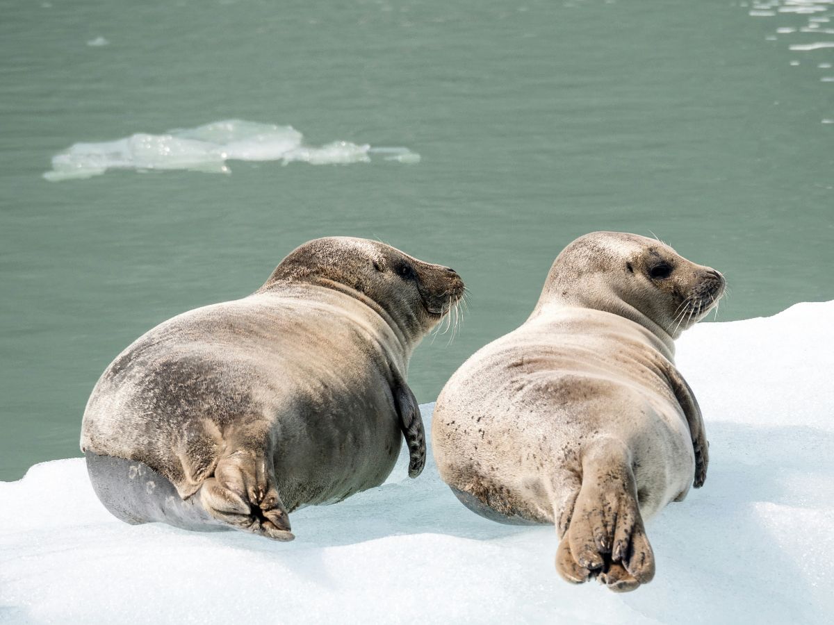 two seals bathing in the sun on a glacier in alaska, some of the wildlife you'll see on an Alaska cruise