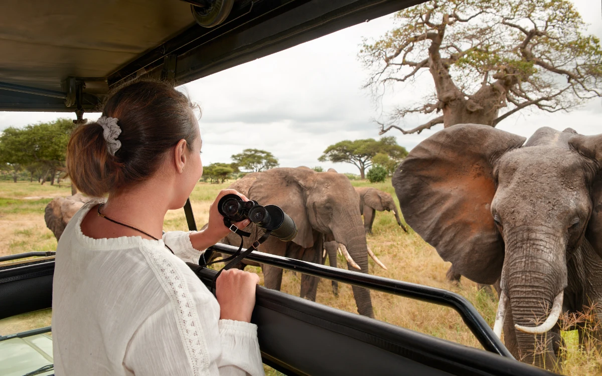 Safari & Wildlife
