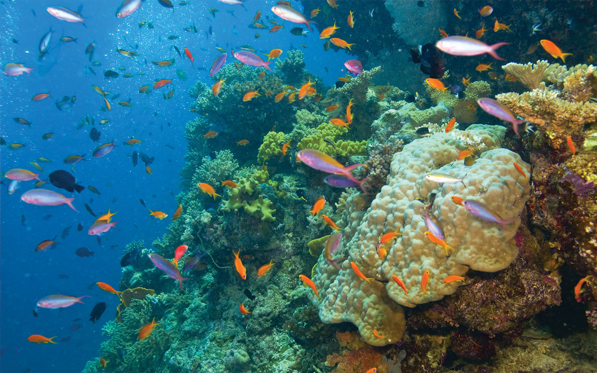 Snorkelling in the Great Barrier Reef