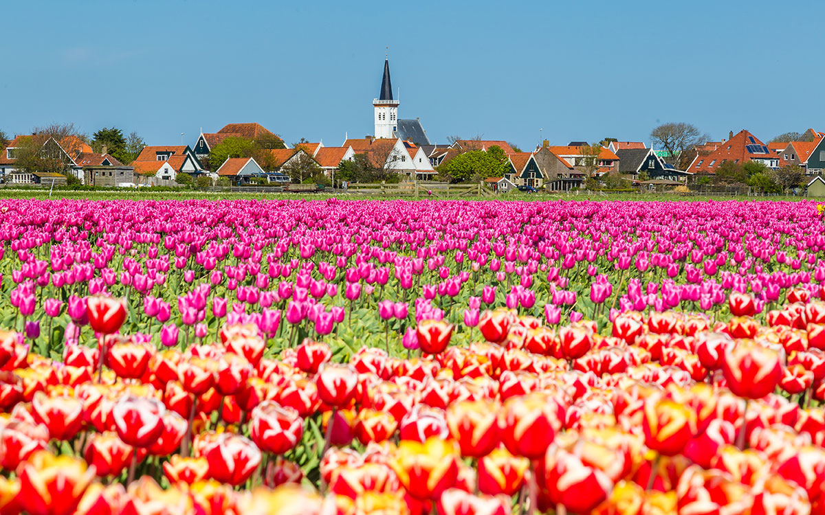 Tulips & Windmills 2024 Viking River Cruise